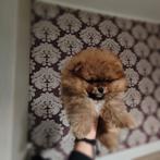 Pomeriaan pups, Particulier, 15 weken tot 1 jaar, Buitenland, Parvo