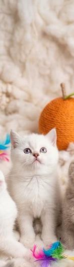 BRITSE BLUE POINT KITTEN🩵, Dieren en Toebehoren, Geslacht onbekend, Ontwormd, 0 tot 2 jaar