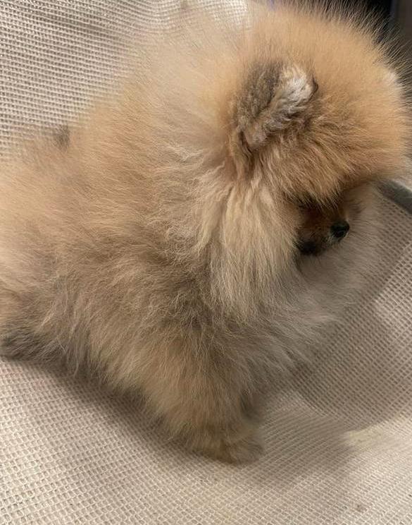 Pomeriaan teefje, Particulier, Keeshond, 15 weken tot 1 jaar, Buitenland