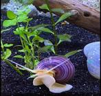 appelslakken, Dieren en Toebehoren, Vissen | Aquariumvissen, Vis