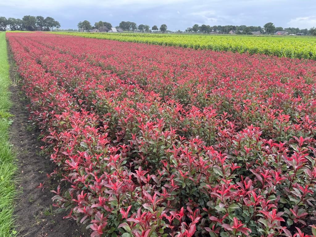 Photinia Red robin. Glansmispel., Ophalen of Verzenden, Overige soorten, 100 tot 250 cm