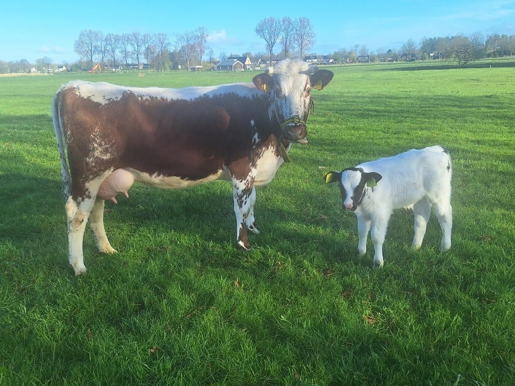 Zoogstel FH, Dieren en Toebehoren, Runderen, Meerdere dieren, 0 tot 2 jaar
