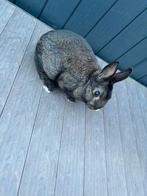 Konijn, Dieren en Toebehoren, Konijnen, Mannelijk