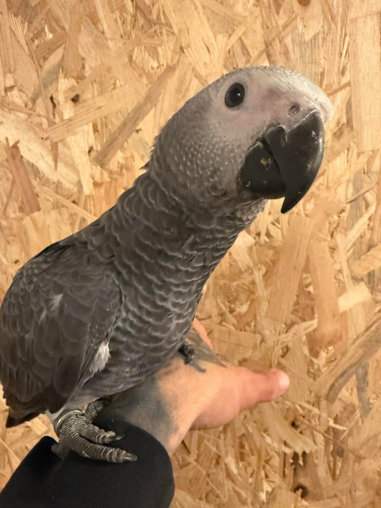 Super tamme grijze roodstaart papegaai 14 weken oud  +dna, Dieren en Toebehoren, Vogels | Parkieten en Papegaaien, Mannelijk, Papegaai