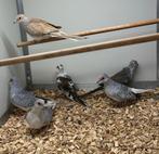 Diamantduifjes, Vrouwelijk