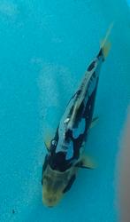 Koi 2 25cm, Dieren en Toebehoren, Vissen | Vijvervissen, Karper of Koi