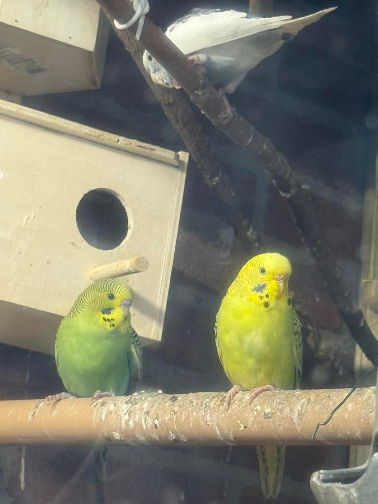 6 Jonge Parkieten Te Koop – Kleurrijk & Gezond!, Meerdere dieren, Parkiet, Tam