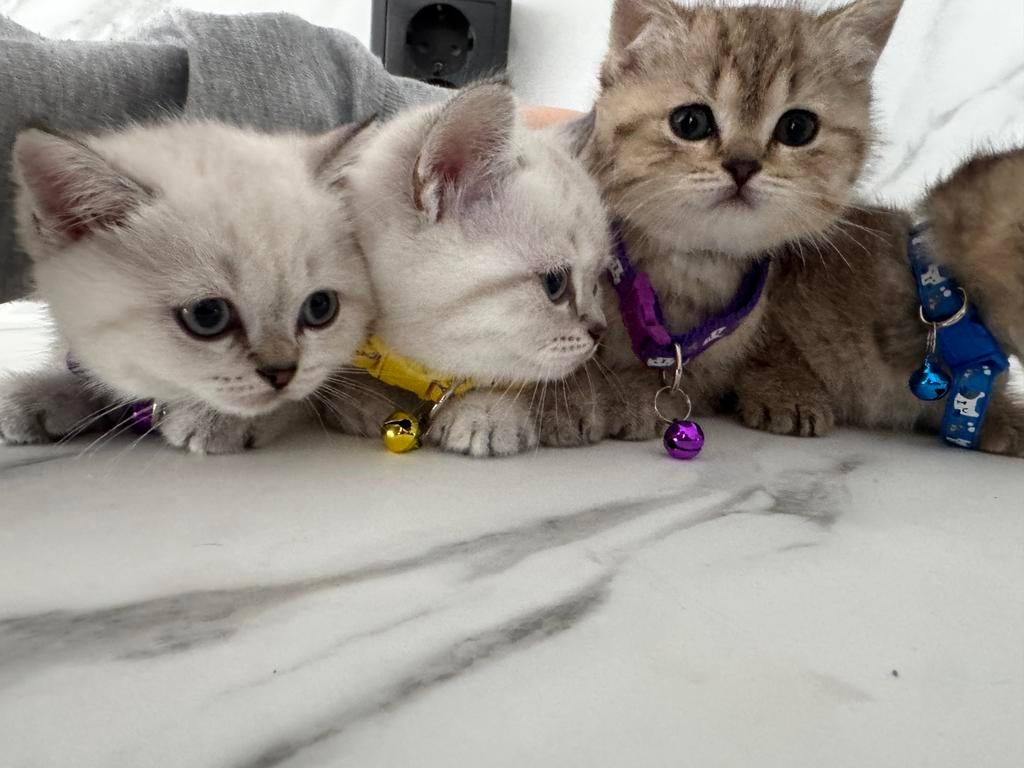 6 kittens brits korthaar, Dieren en Toebehoren, Katten en Kittens | Raskatten | Langhaar, Meerdere dieren, Gechipt