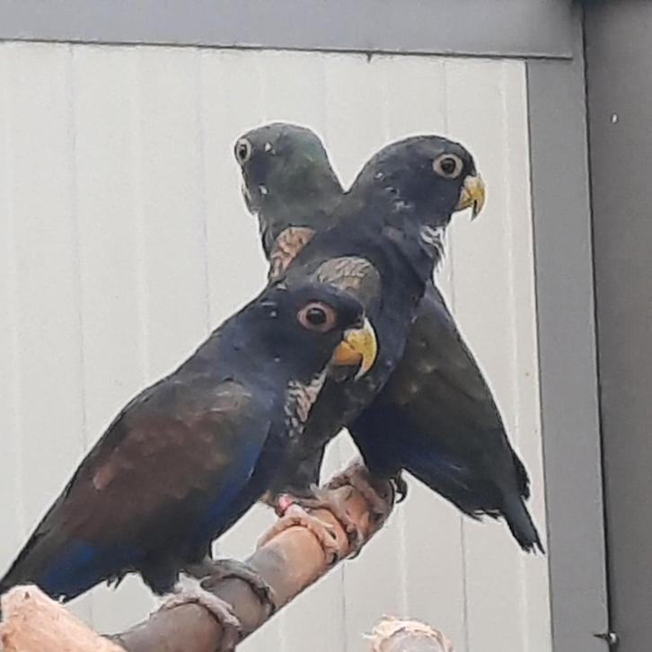 Pionus Chalcopterus/Bronsvleugel-papegaai en een..., Dieren en Toebehoren, Vogels | Parkieten en Papegaaien, Papegaai, Mannelijk