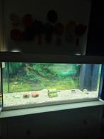 Juwel aquarium rio 180 led. 101x41x50 cm. Wit. 180 L, Dieren en Toebehoren, Ophalen, Zo goed als nieuw, Gevuld zoetwateraquarium