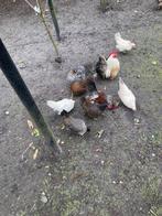 Serama kuikens en en Serama  broedeieren inalle kleuren, Geslacht onbekend, Kip