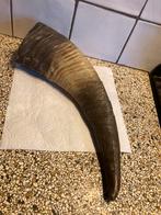 Grote dieren hoorn, Ophalen of Verzenden, Overige typen