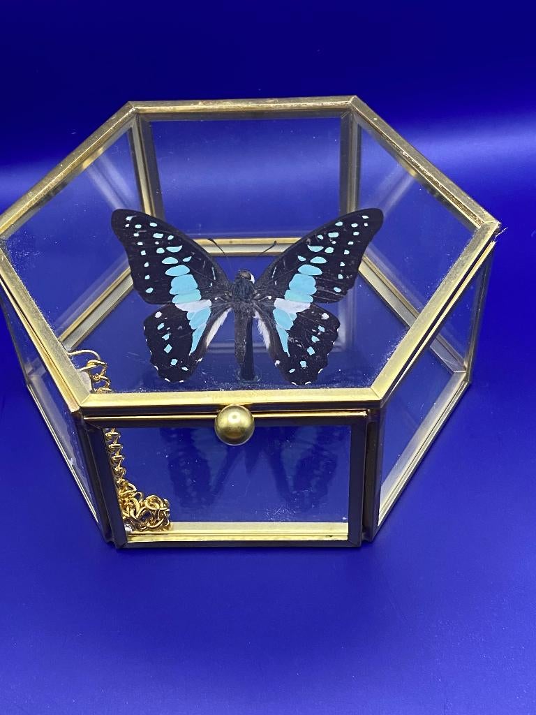 vlinder Graphium Doson in vitrine, Verzamelen, Dierenverzamelingen, Ophalen of Verzenden, Insect, Opgezet dier