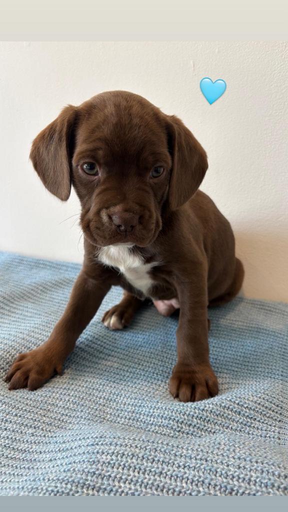Schattige Franse Bulldog x Cocker Spaniel pups te koop, Dieren en Toebehoren, Honden | Retrievers, Spaniëls en Waterhonden, 8 tot 15 weken