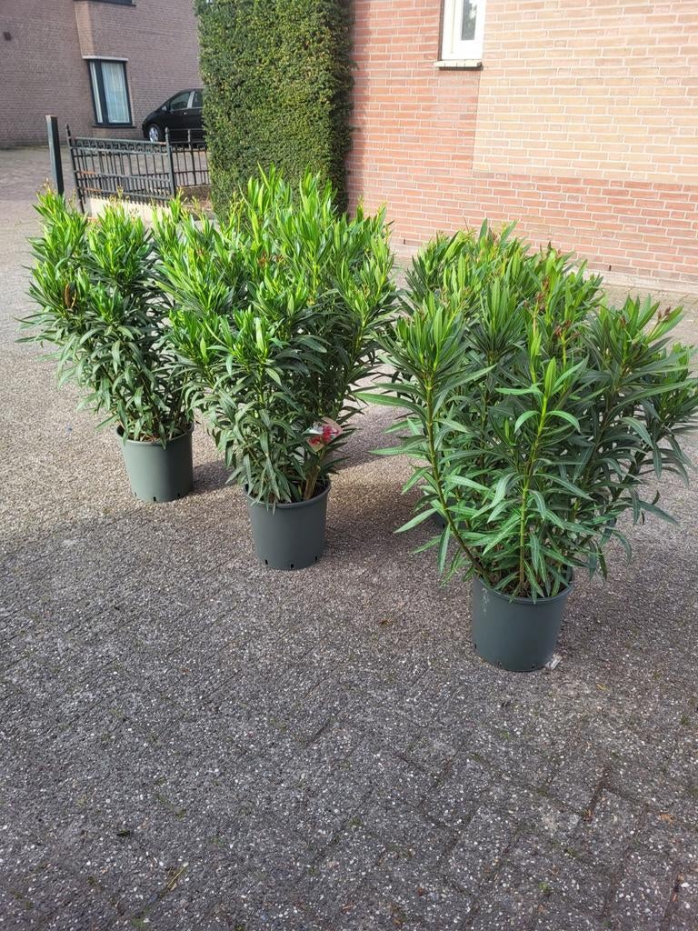 Nerium oleander xxl, Ophalen of Verzenden