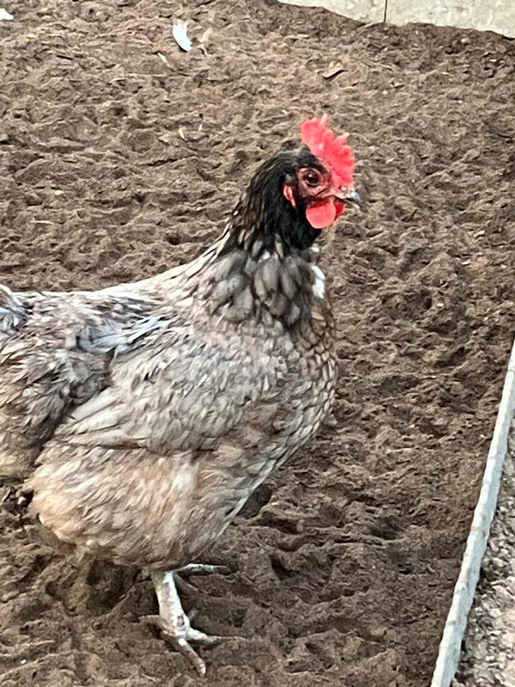 13 dubbeldoel kippen te koop, Dieren en Toebehoren, Pluimvee, Kip, Vrouwelijk