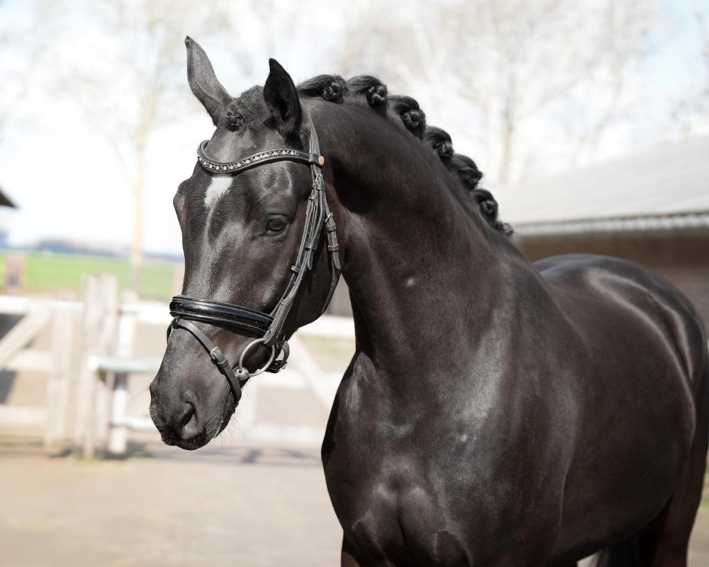 Veelbelovende dressuurruin - 4 jaar, Met stamboom, B, Ruin, Dressuurpaard