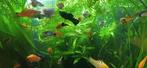 Diverse aquariumvissen te koop, Dieren en Toebehoren, Vis, Zoetwatervis