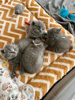Raszuivere Britse Korthaar kitten met stamboom, Meerdere dieren, Met stamboom, 0 tot 2 jaar