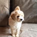 Maltipoo reutje speels en gezond., Poedel, Parvo, Reu, 8 tot 15 weken