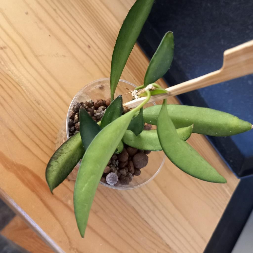 Hoya China beans stek nr 105, Huis en Inrichting, Ophalen of Verzenden, Halfschaduw, Minder dan 100 cm