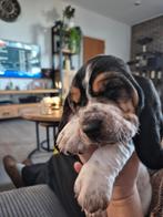 Basset hound teefje, HCC (leverziekte), Basset, 8 tot 15 weken, Teef