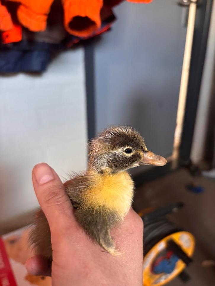 Indische loopeenden kuikens, Dieren en Toebehoren, Pluimvee, Eend, Geslacht onbekend