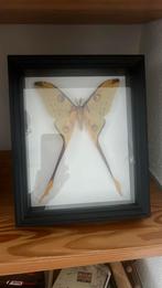 Zeer mooie opgezette vlinder