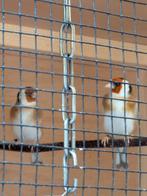 Majoor putters, Meerdere dieren, Wildzangvogel