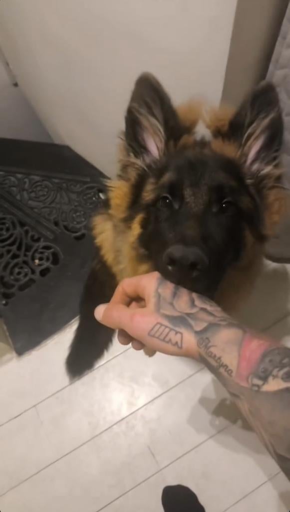 Duitse Herder langharig 8 mnd FCI chip paspoort, Particulier, Rabiës (hondsdolheid), 15 weken tot 1 jaar, Reu