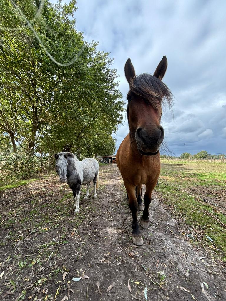 Stalling 24/7 buiten Chaam!, Weidegang, 2 of 3 paarden of pony's