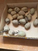 Pootaardappelen Frieslander - 17 stuks voor eigen kweek, Ophalen of Verzenden, Voorjaar, Volle zon, Knol