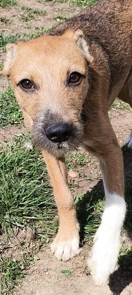 Pup zoekt baasje, Dieren en Toebehoren, Particulier, 15 weken tot 1 jaar, Buitenland, Teef