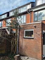 Grote Eucalyptus Boom - Zelf Uitgraven!, Ophalen, Bloeit niet, Volle zon, Overige soorten