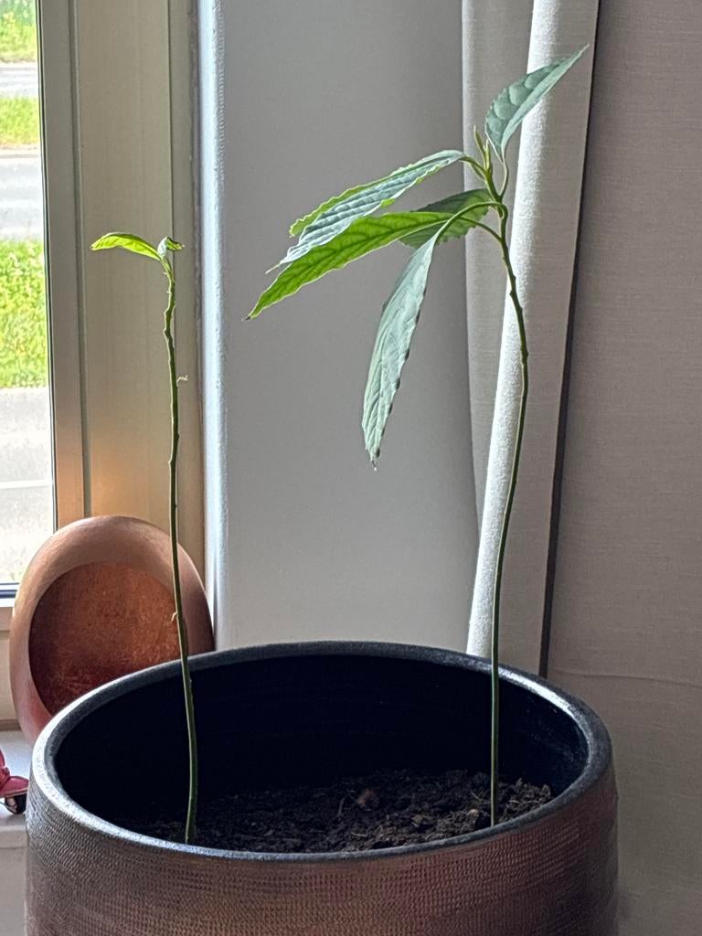 Avocadoplant, Ophalen, Vaste plant, Bloeit niet, Halfschaduw