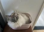 Ragdoll kat, Poes