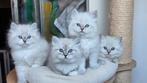 Neva Masquerade Siberische kitten met stamboom, Poes, Met stamboom, 0 tot 2 jaar