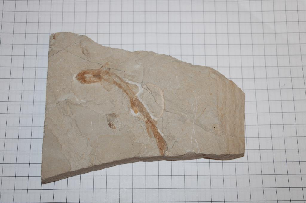 Pararhinchodon sp., Ophalen of Verzenden, Fossiel