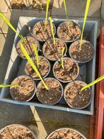 Copernica Alba, Overige soorten, Volle zon, Vaste plant, Ophalen of Verzenden