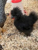 Zijde hoender kriel, Geslacht onbekend, Kip