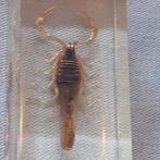 Schorpioen uit Arizona in plexiglas, Ophalen of Verzenden, Beeldje of Figuurtje