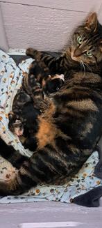 4 lieve, sociale en sterke kittens., Dieren en Toebehoren, Katten en Kittens | Overige Katten, Meerdere dieren, Kortharig