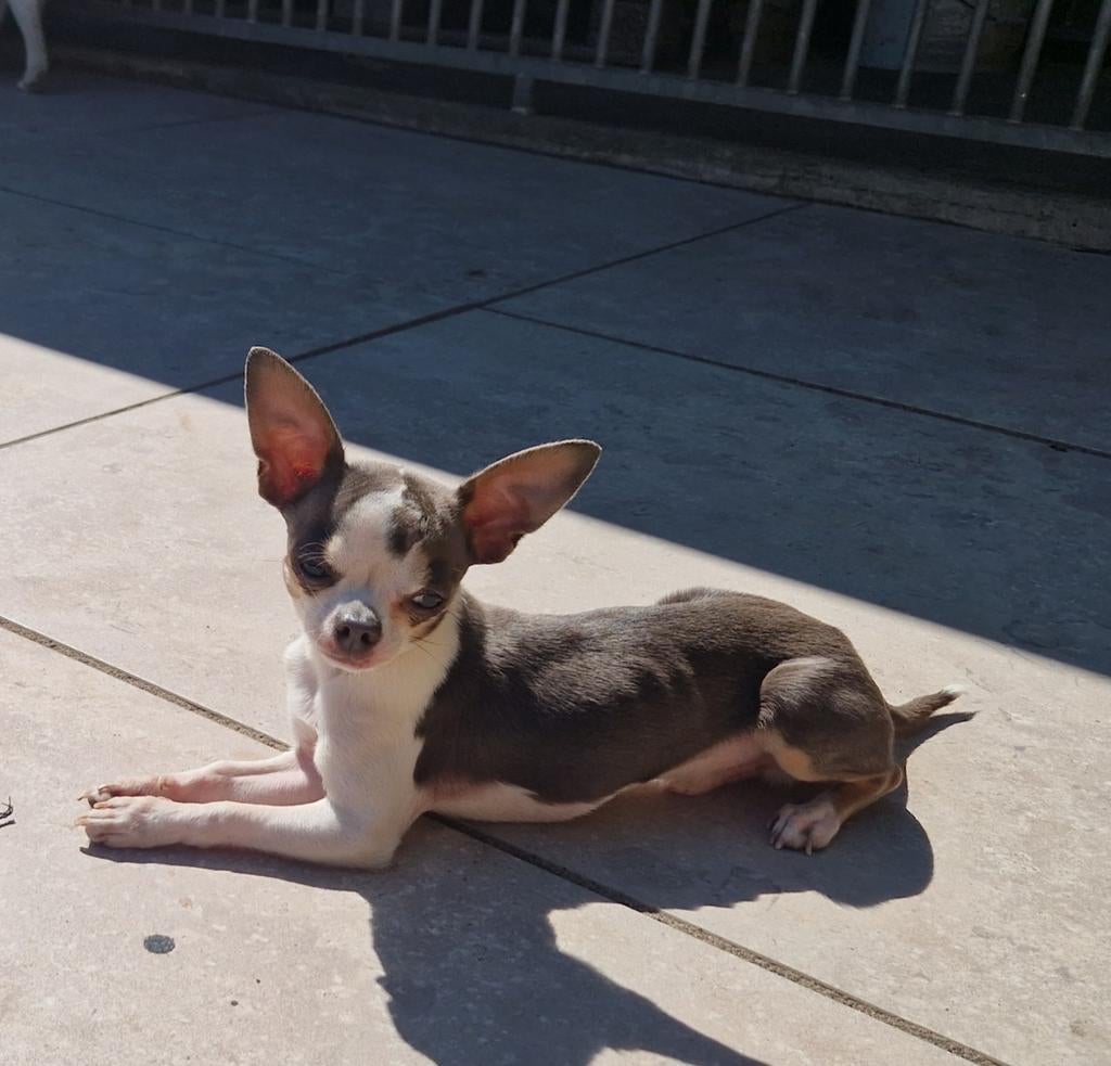 Chihuahua dekreu, Dieren en Toebehoren, Honden | Chihuahua's en Gezelschapshonden, Reu, 1 tot 2 jaar, Eén hond, Chihuahua