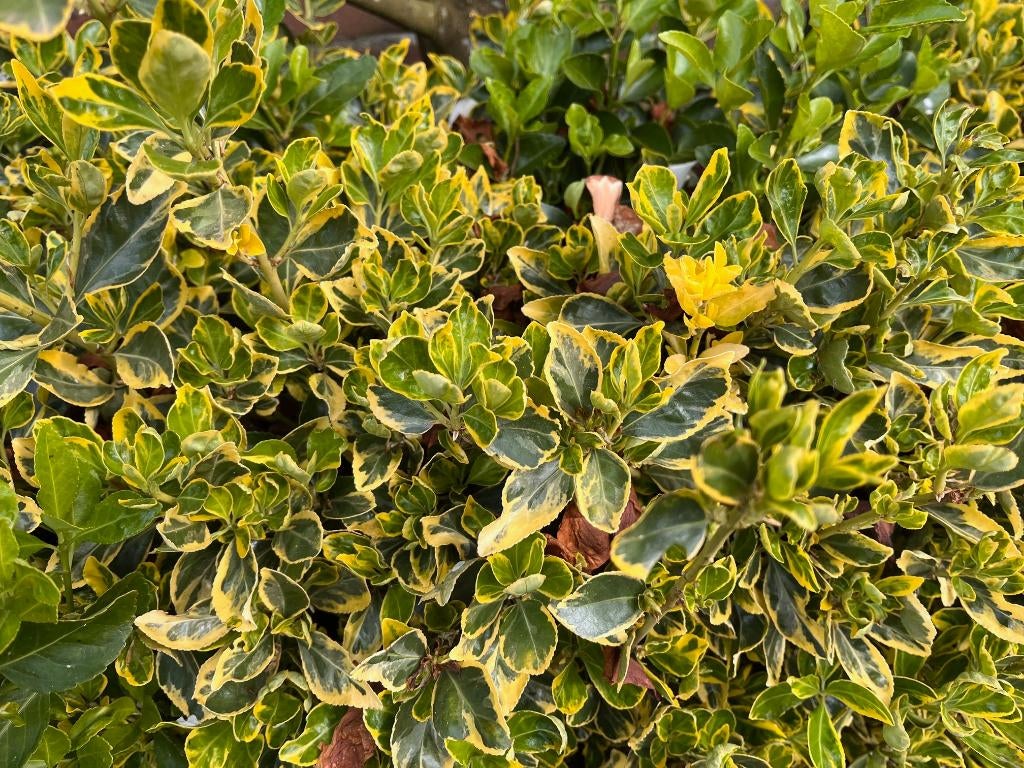 Japanse kardinaalsmuts, Tuin en Terras, Planten | Struiken en Hagen, Ophalen, Overige soorten, Haag, Minder dan 100 cm