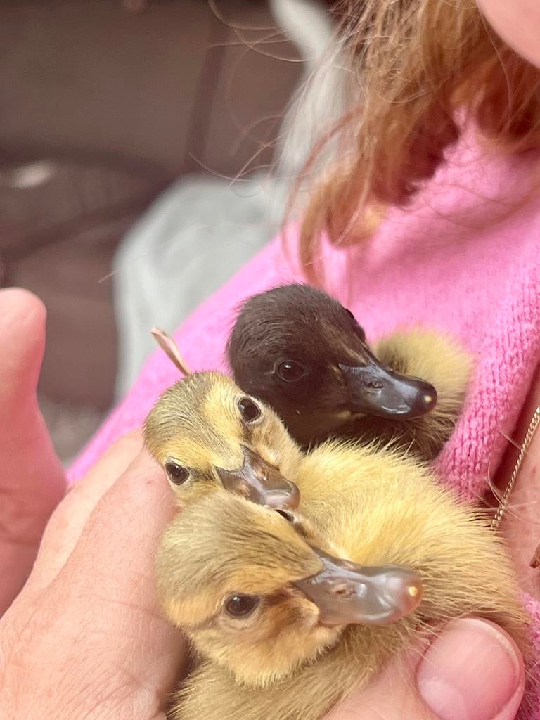 Allerschattigste raszuivere Indische loopeenden, Dieren en Toebehoren, Pluimvee, Geslacht onbekend, Eend