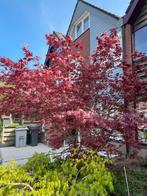 Japanse esdoorn Acer palmatum 2,5 meter, Ophalen, Halfschaduw, Overige soorten, Lente