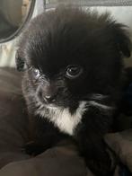 Jackrussel pups, Jack Russell Terriër, Meerdere, Meerdere dieren, Nederland