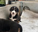 pups, Dieren en Toebehoren, HCC (leverziekte), Overige rassen, 8 tot 15 weken, Meerdere