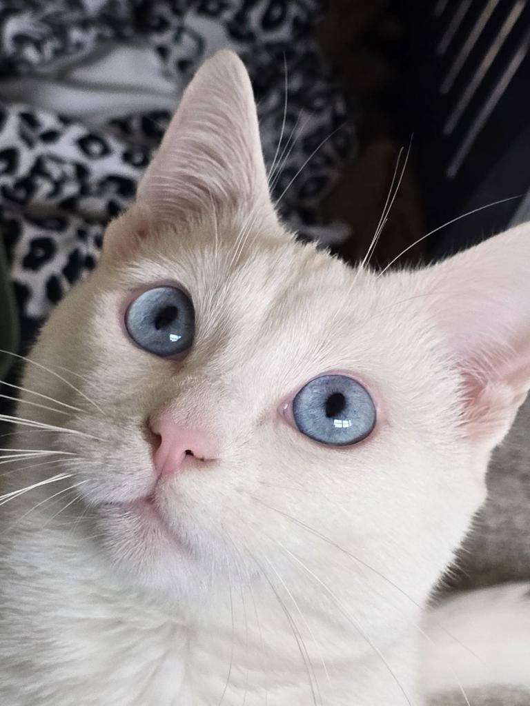 Kater te koop, Dieren en Toebehoren, Kater