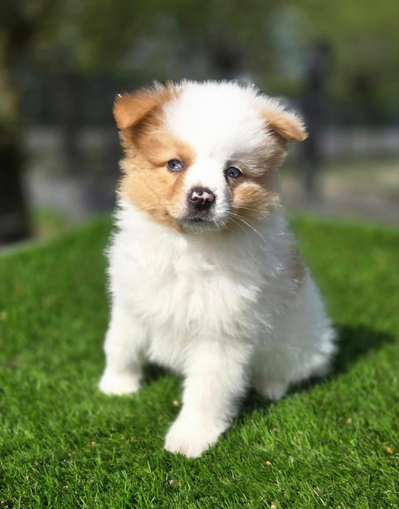 TE KOOP DWERGKEES PUP (pomeriaan), Dieren en Toebehoren, Parvo, Nederland, Keeshond, Reu